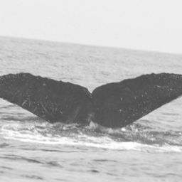 Fluke of CRC-11654