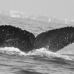Fluke of FIBB-5BB623