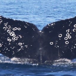 Fluke of CRC-11357