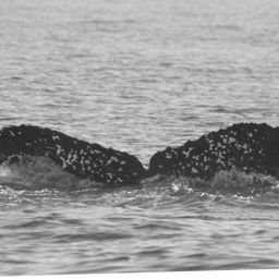 Fluke of CRC-21972