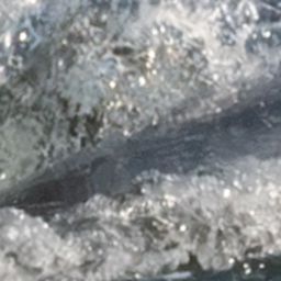 Fluke of 2026 calf of Dreamer