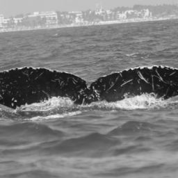 Fluke of CRC-20378