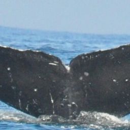 Fluke of CRC-13575