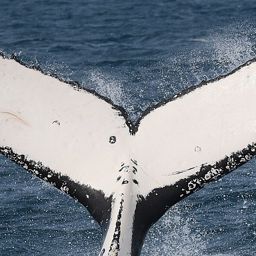 Fluke of 164129
