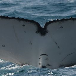 Fluke of 164135