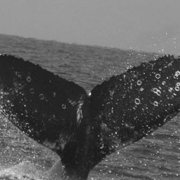 Fluke of FIBB-5BB508