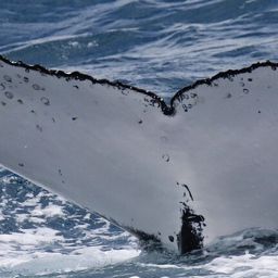 Fluke of 164285
