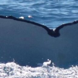 Fluke of 164299