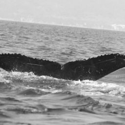 Fluke of CRC-11773