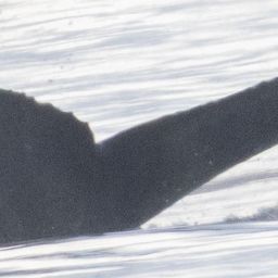 Fluke of 2026 calf of Zillion