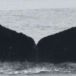 Fluke of CRC-12284