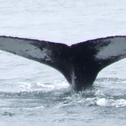 Fluke of AHWC-3268