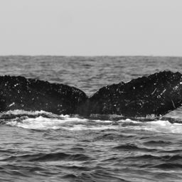 Fluke of FIBB-5BB722