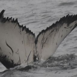 Fluke of 164809
