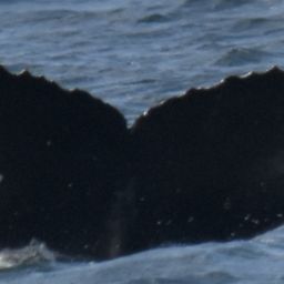 Fluke of 164816