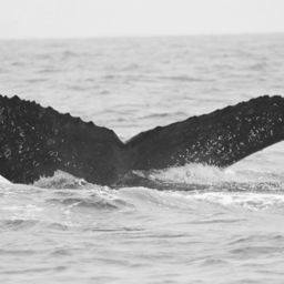 Fluke of FIBB-5BB487