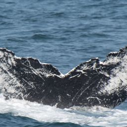 Whale fluke