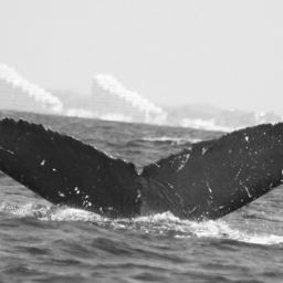 Fluke of FIBB-5BB463
