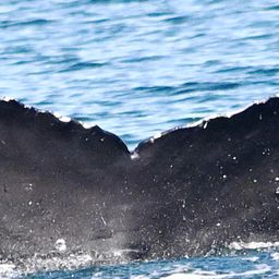 Fluke of 165056