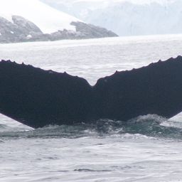 Fluke of AHWC-3271