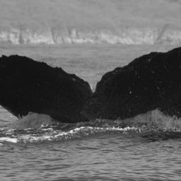 Fluke of CRC-11763