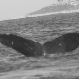 Fluke of SEAK-1905