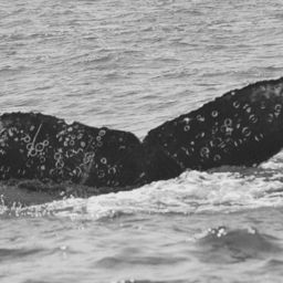 Fluke of FIBB-5BB208