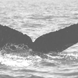 Fluke of CRC-10705