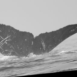 Fluke of CRC-13629