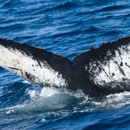 Fluke of AHWC-3327
