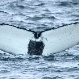 Fluke of AHWC-3328