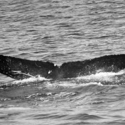 Fluke of FIBB-5BB404