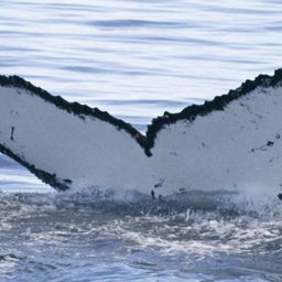Fluke of AHWC-3363