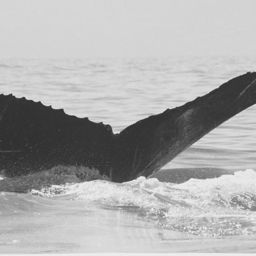 Fluke of CRC-10563