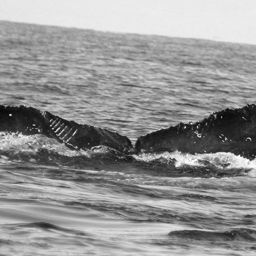 Fluke of CRC-17283