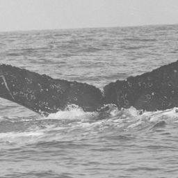 Fluke of FIBB-5BB296