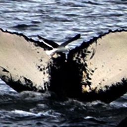 Fluke of AHWC-3522