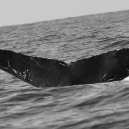 Fluke of CRC-14068