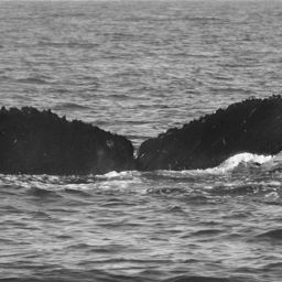 Fluke of CRC-11372