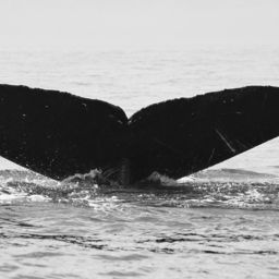 Fluke of CRC-10451