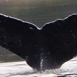 Fluke of SEAK-1426