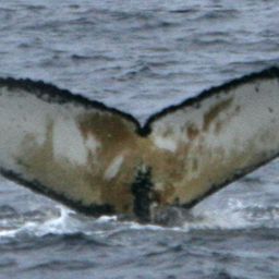 Fluke of AHWC-3528