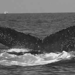 Fluke of CRC-17467