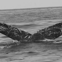 Fluke of CRC-13523