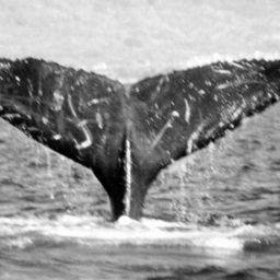Fluke of Rasguñar