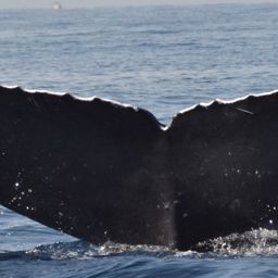 Fluke of CRC-11651