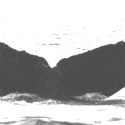 Fluke of CRC-10805