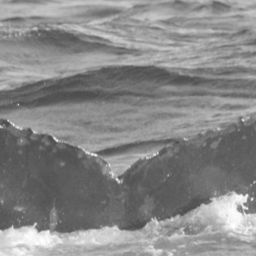 Fluke of CRC-10597
