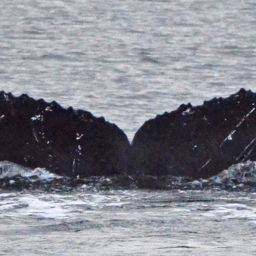 Fluke of Scuff