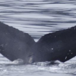 Fluke of Nakalele